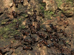 Crematogaster castanea