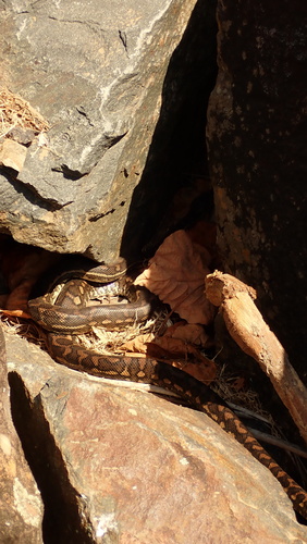 Coastal Carpet Python sighting