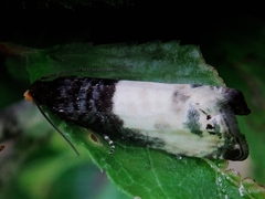 Notocelia cynosbatella