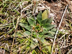 Plantago muelleri