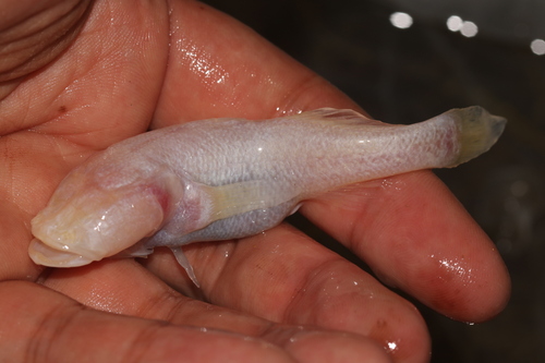 Madagascar-blindgrondel (Typhleotris madagascariensis) — Eleotridae — 3