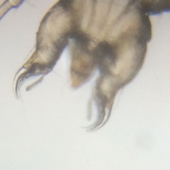 Cheyletidae