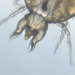 Cheyletidae