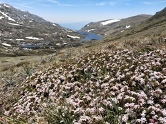 Pimelea alpina