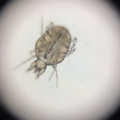 Cheyletidae