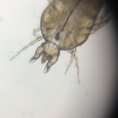 Cheyletidae