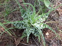 Ledebouria inquinata