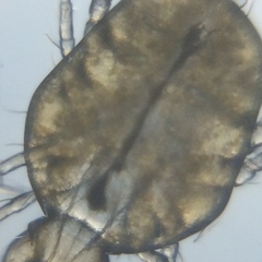 Cheyletidae