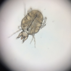 Cheyletidae
