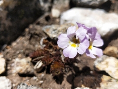 Euphrasia collina lapidosa