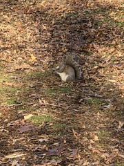 Sciurus carolinensis