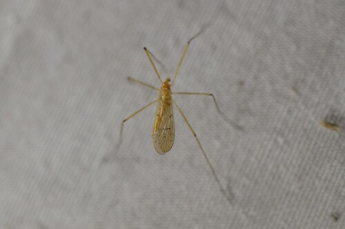 Unknown species found near Barbara Terr