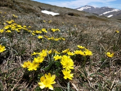 Ranunculus gunnianus
