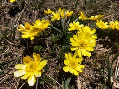 Ranunculus gunnianus