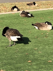 Branta canadensis
