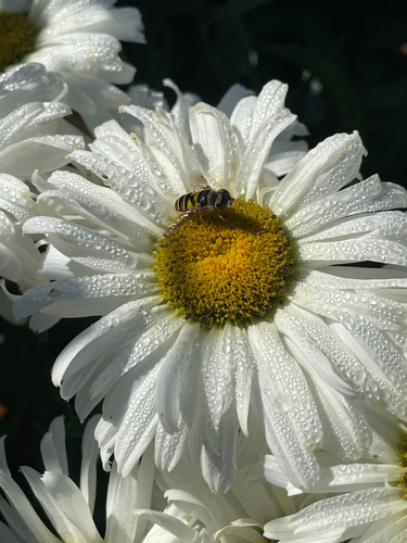 Unknown species found near Barrett Station Rd, Ballwin, MO, US