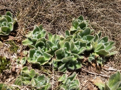 Craspedia costiniana