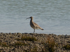 Numenius phaeopus