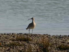 Numenius phaeopus