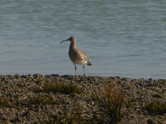 Numenius phaeopus