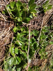 Dichosciadium ranunculaceum