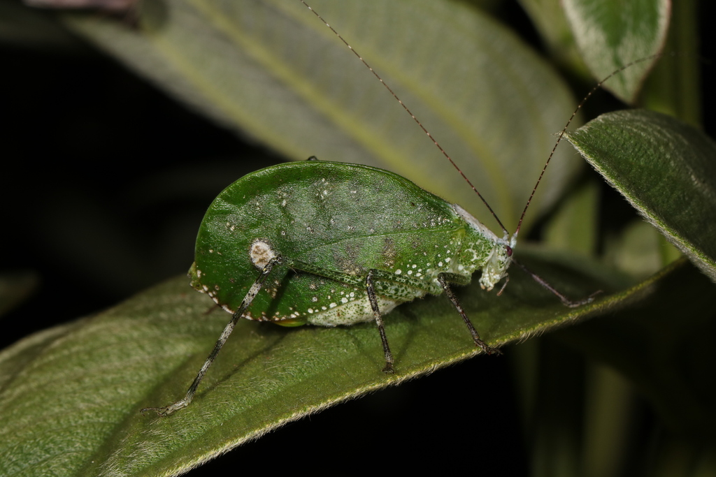 Katydids from 马达加斯加岛穆拉曼加 on January 1, 2017 at 04:45 AM by 昆虫学liuye ...