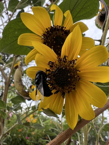 Unknown species found near Maricopa County, US-AZ, US
