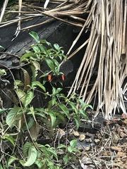 Heliconius erato