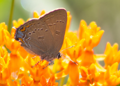 Satyrium edwardsii