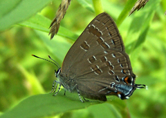 Satyrium caryaevorus