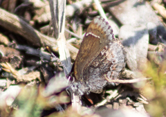 Callophrys polios