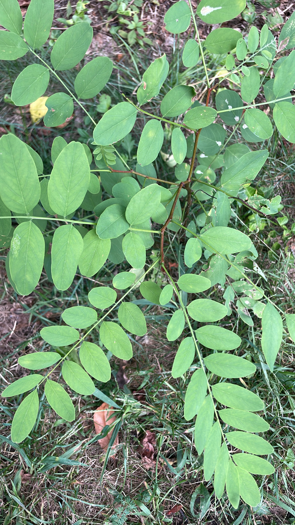 black locust from Bethpage State Pkwy, Massapequa Park, NY, US on ...