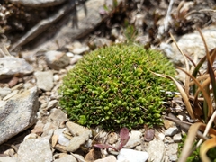 Colobanthus pulvinatus