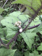 Solanum stramoniifolium