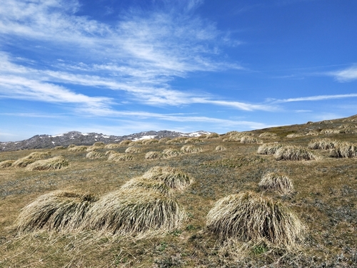 Chionochloa frigida
