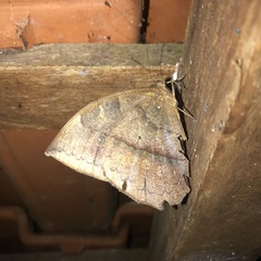 Taygetis mermeria