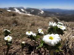 Ranunculus anemoneus