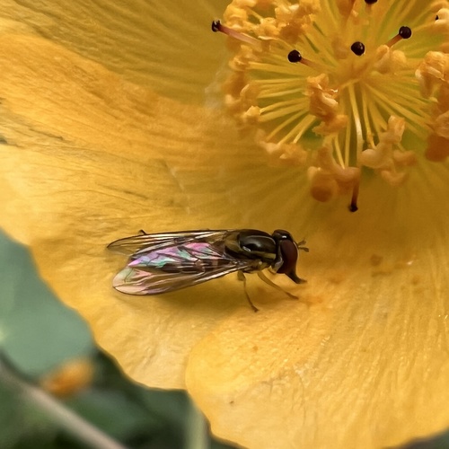 Unknown species found near Maricopa County, US-AZ, US