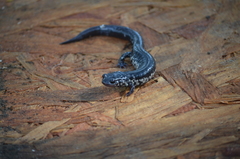 Plethodon chlorobryonis