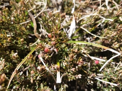 Acrothamnus montanus