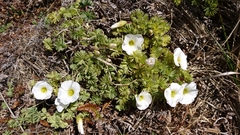 Oxalis enneaphylla