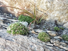 Colobanthus pulvinatus