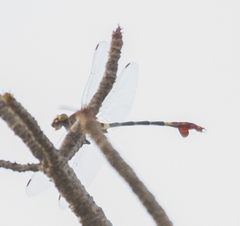 Phyllogomphus selysi