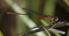 Ceriagrion katamborae