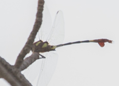 Phyllogomphus selysi