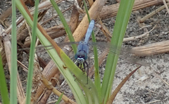 Orthetrum icteromelas