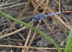 Orthetrum icteromelas