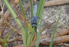 Orthetrum icteromelas