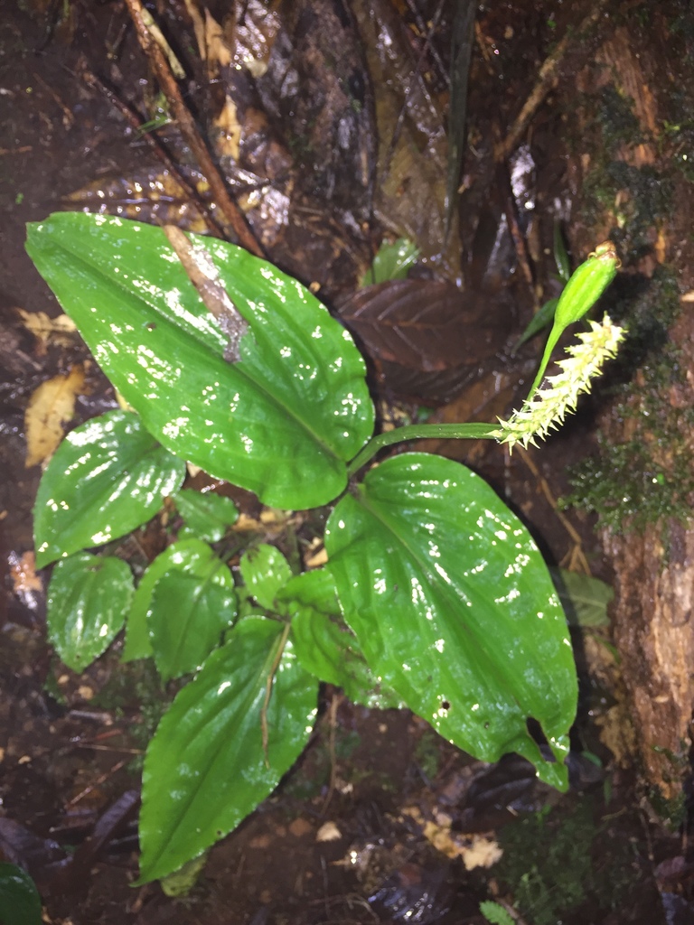 Malaxis lepanthiflora