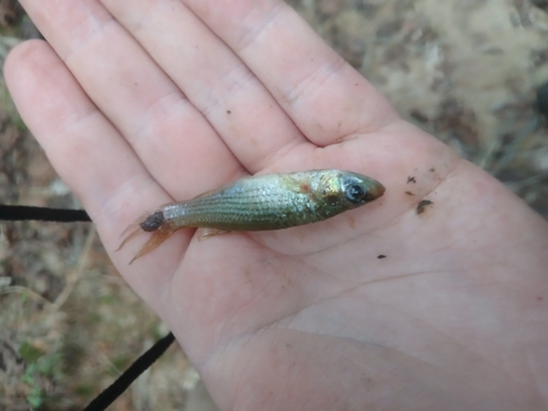 Northern starhead topminnow (Fundulus dispar) — Fundulidae — 3